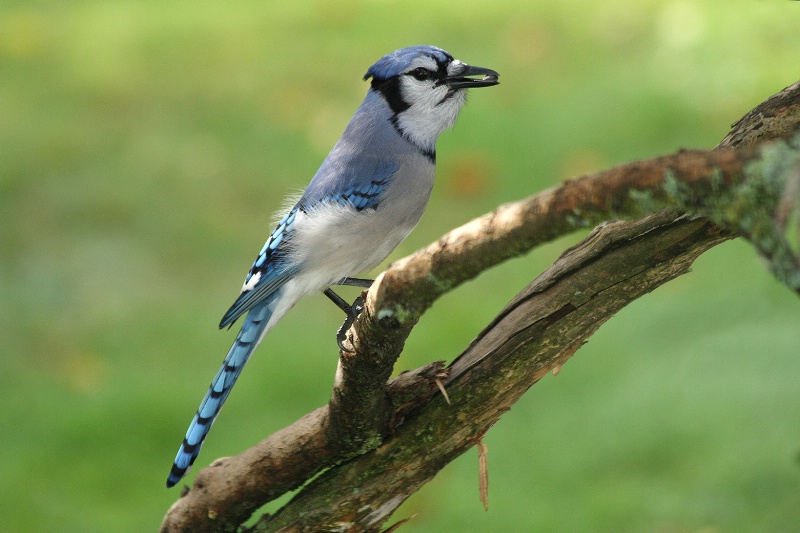 Mr. BlueJay