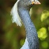 © Leslie J. Morris PhotoID # 13365377: Demoiselle Crane