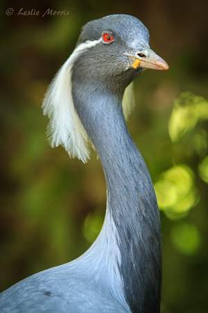 Demoiselle Crane