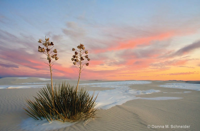 Yucca Sunset