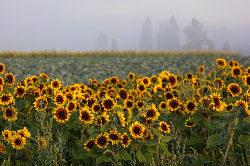 Sunflowers on a misty morning