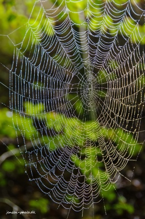 Spider Web