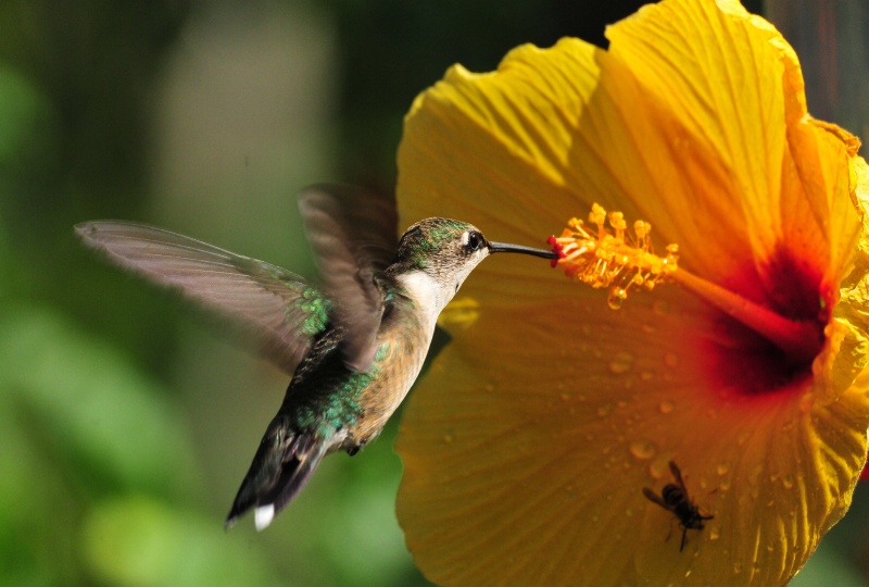 Eating on the wing