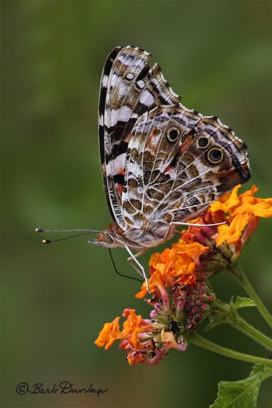 American Lady Butterfly on Lantana Blossom