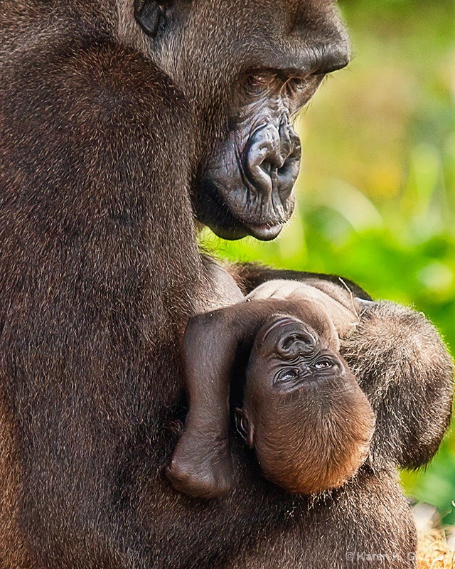 Mother and Baby