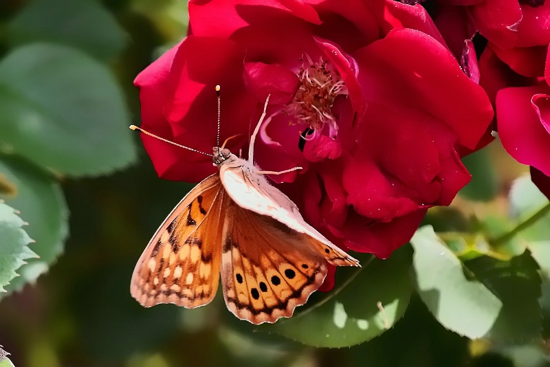 Butterfly on Rose