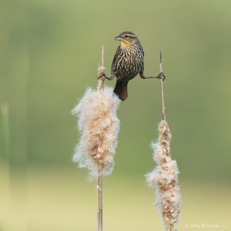 Straddling the Cattails