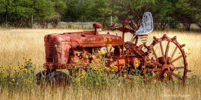 029   Old Beauty Among Flowers