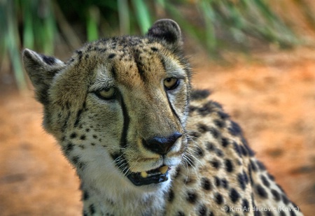 Cheetah (revised)