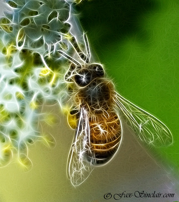 New Bee Magic - ID: 13368288 © Fax Sinclair