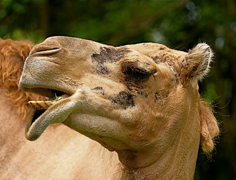 Camel Profile