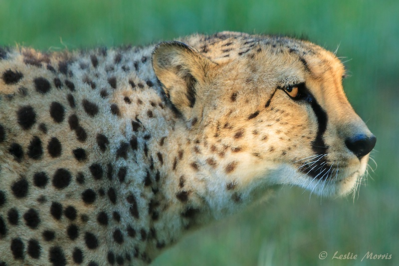 Cheetah - ID: 13370358 © Leslie J. Morris