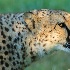© Leslie J. Morris PhotoID # 13370358: Cheetah