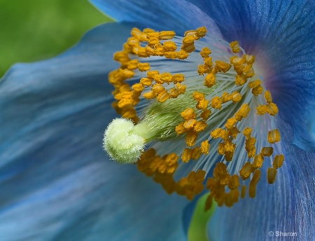 Blue Poppy