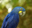 Blue Bird Talking