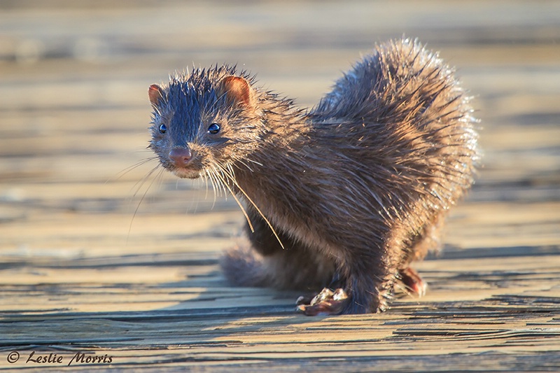 Mischievous Mink - ID: 13372561 © Leslie J. Morris