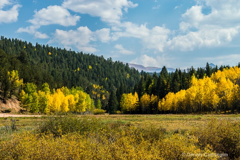 Aspens 4 - ID: 13373469 © Dennis K. Cottongim