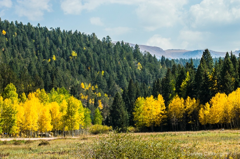 Aspens 7 - ID: 13373472 © Dennis K. Cottongim