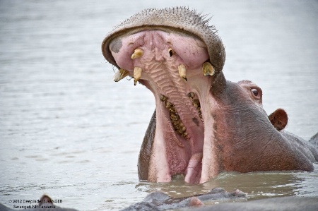 Classic Hippo yawn !