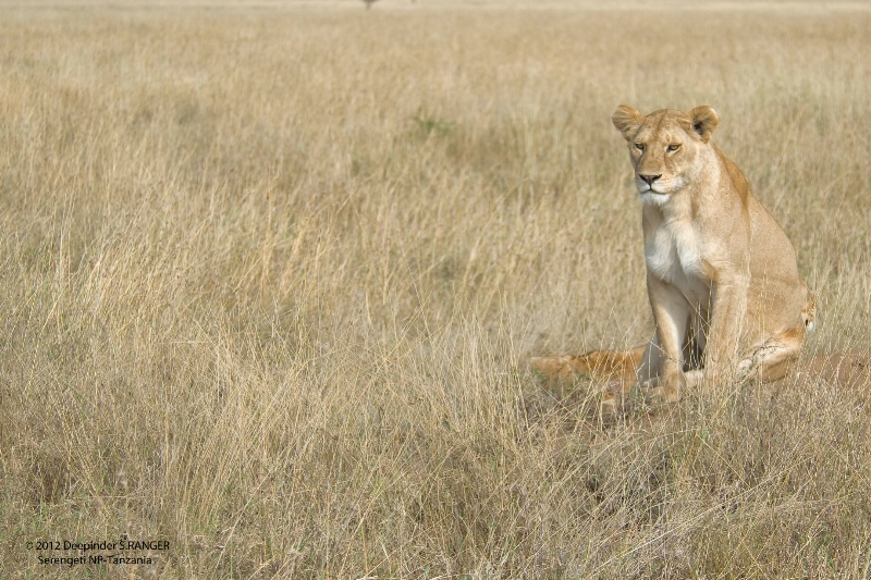 Lioness-Serengeti 2