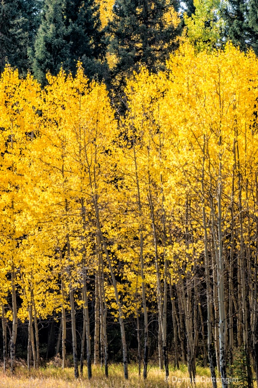 Aspens 10 - ID: 13373630 © Dennis K. Cottongim