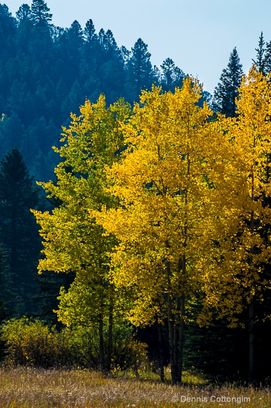 Aspens 12 - ID: 13373649 © Dennis K. Cottongim