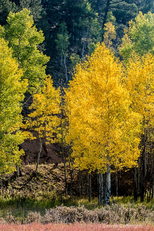Aspens 13 - ID: 13373664 © Dennis K. Cottongim