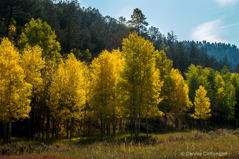 Aspens 14 - ID: 13373673 © Dennis K. Cottongim