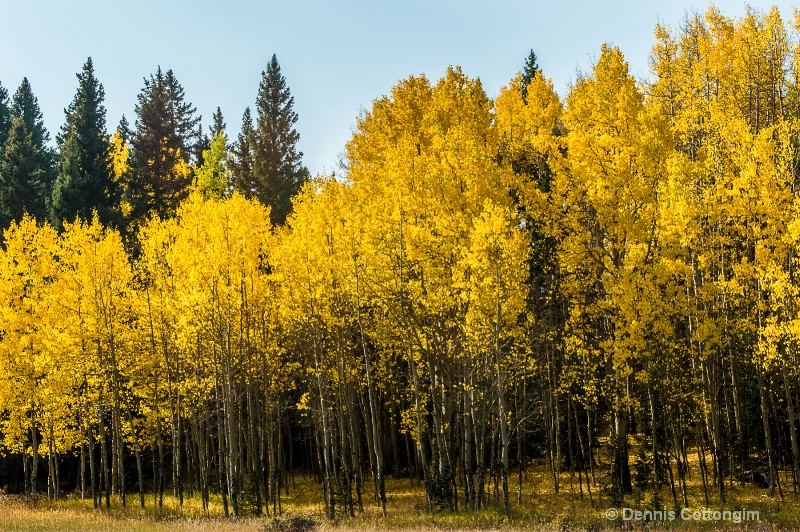 Aspens 15 - ID: 13373674 © Dennis K. Cottongim