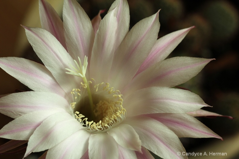 Ever so delicate..cactus bloom