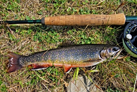 Castle Creek "Brookie"