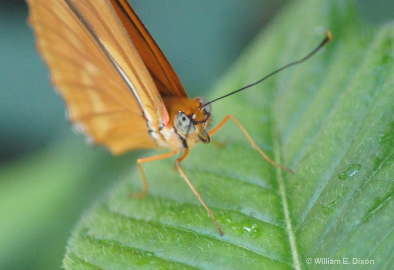 Close-Up of a Julia Heliconian Butterfly