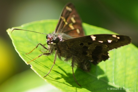 Skipper Butterfly