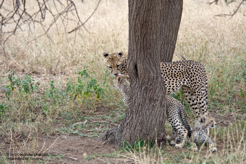 Cheetah family-Serengeti-3