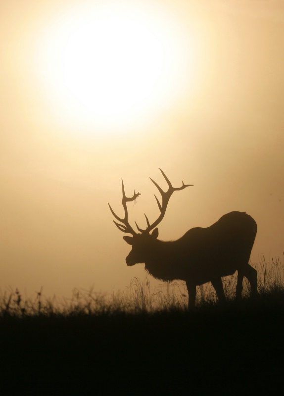 Elk at Sunrise - Catalog #183