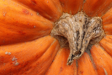 Fall Pumpkin