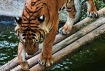 Tiger Paws