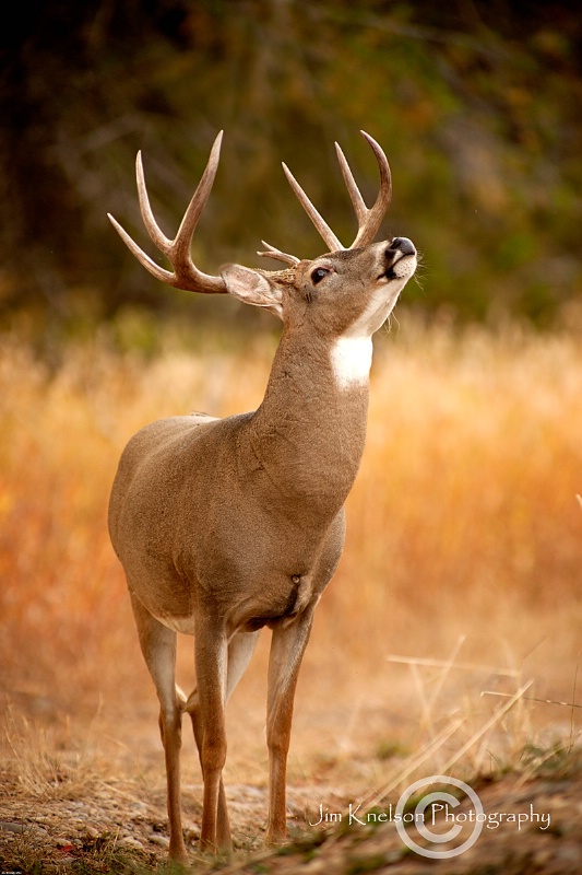Whitetailed Buck, Cypress Hills IPP, Saskatchewan - ID: 13375911 © Jim D. Knelson