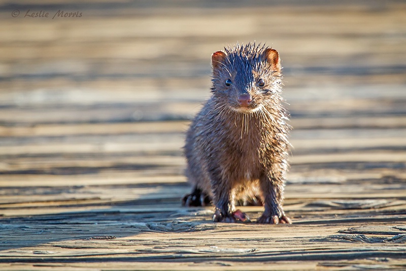 Curious Wild Mink - ID: 13375917 © Leslie J. Morris