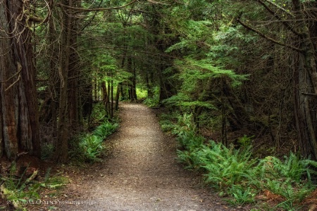 Path To Cape Flattery Lighthouse