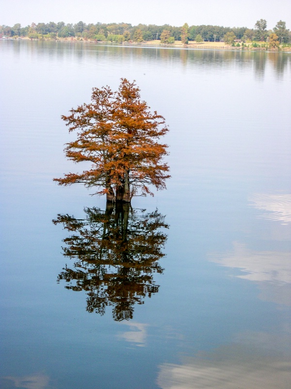 Lone tree in Lake Chicot at Lake Village, AR