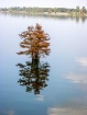 Lone tree in Lake...