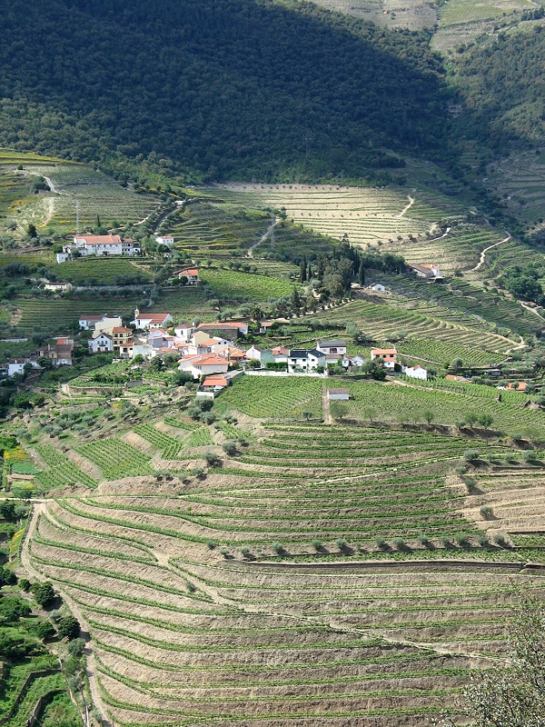 Vineyards and white villages #3