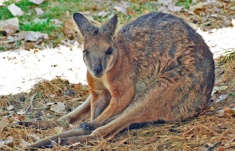 Sitting  Wallaby
