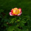 Rose (1)