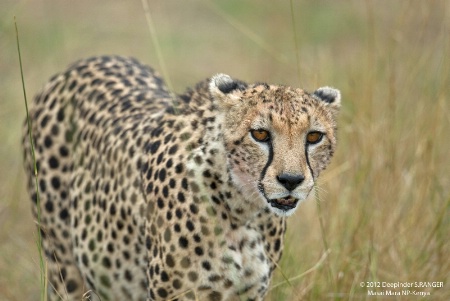 Cheetah -Masai Mara-Kenya-1