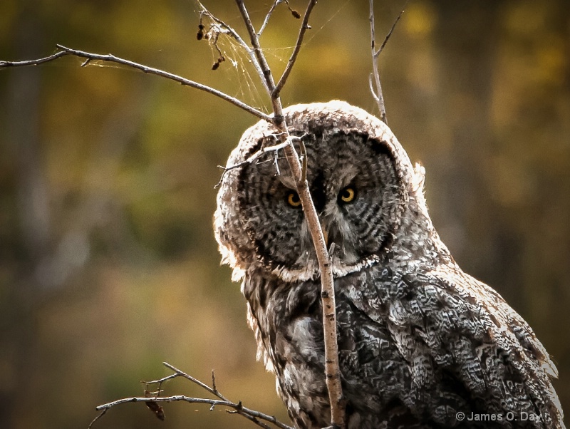 Grey Owl