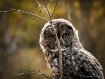 Grey Owl