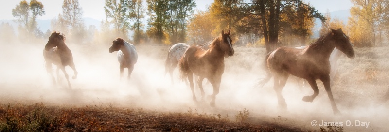 Stampede