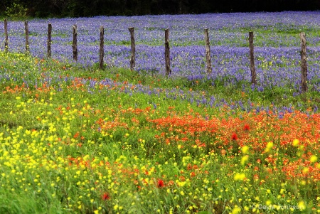 Spring Time in Texas